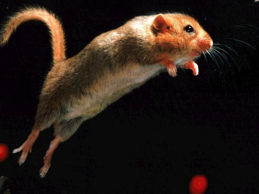 Забеги мышей. Мышка. Мышь прыгает. Мышь бежит. Мышка Живая.