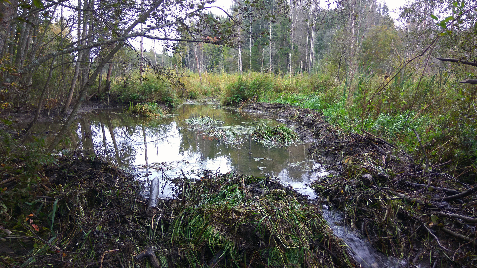 Бобровая трасса. Бобровая трасса. Бобровая плотина вуд-баффало. Самая большая бобровая плотина. Бобровая трасса.