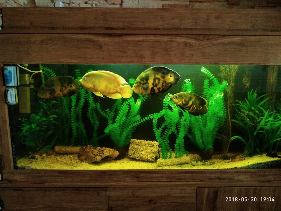 новый аквас — Сообщество «Аквариум (и его обитатели)» на DRIVE2