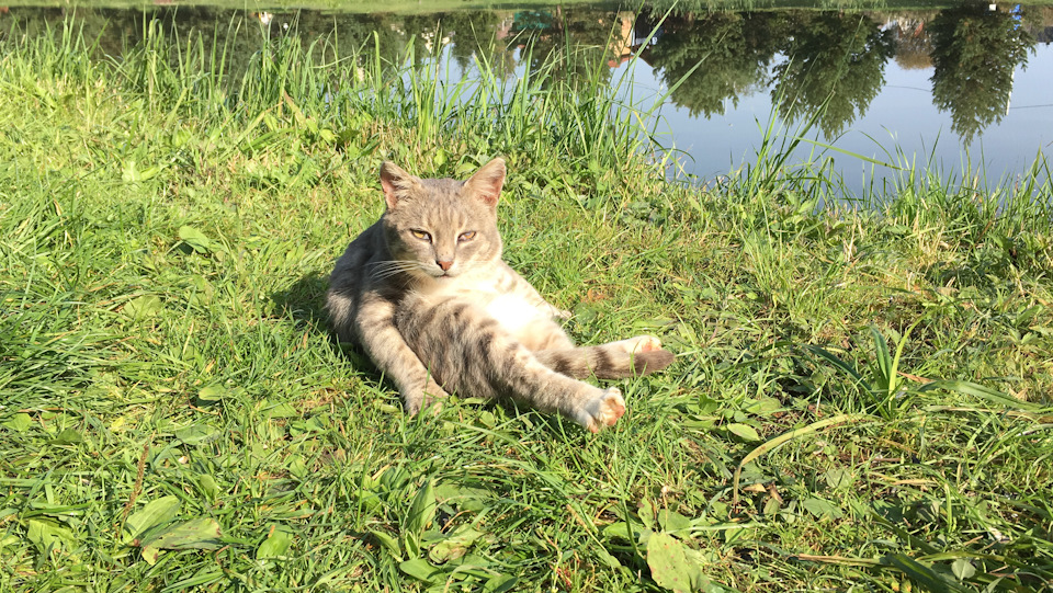 чо смотришь, не вишь занят — Opel Insignia (1G)