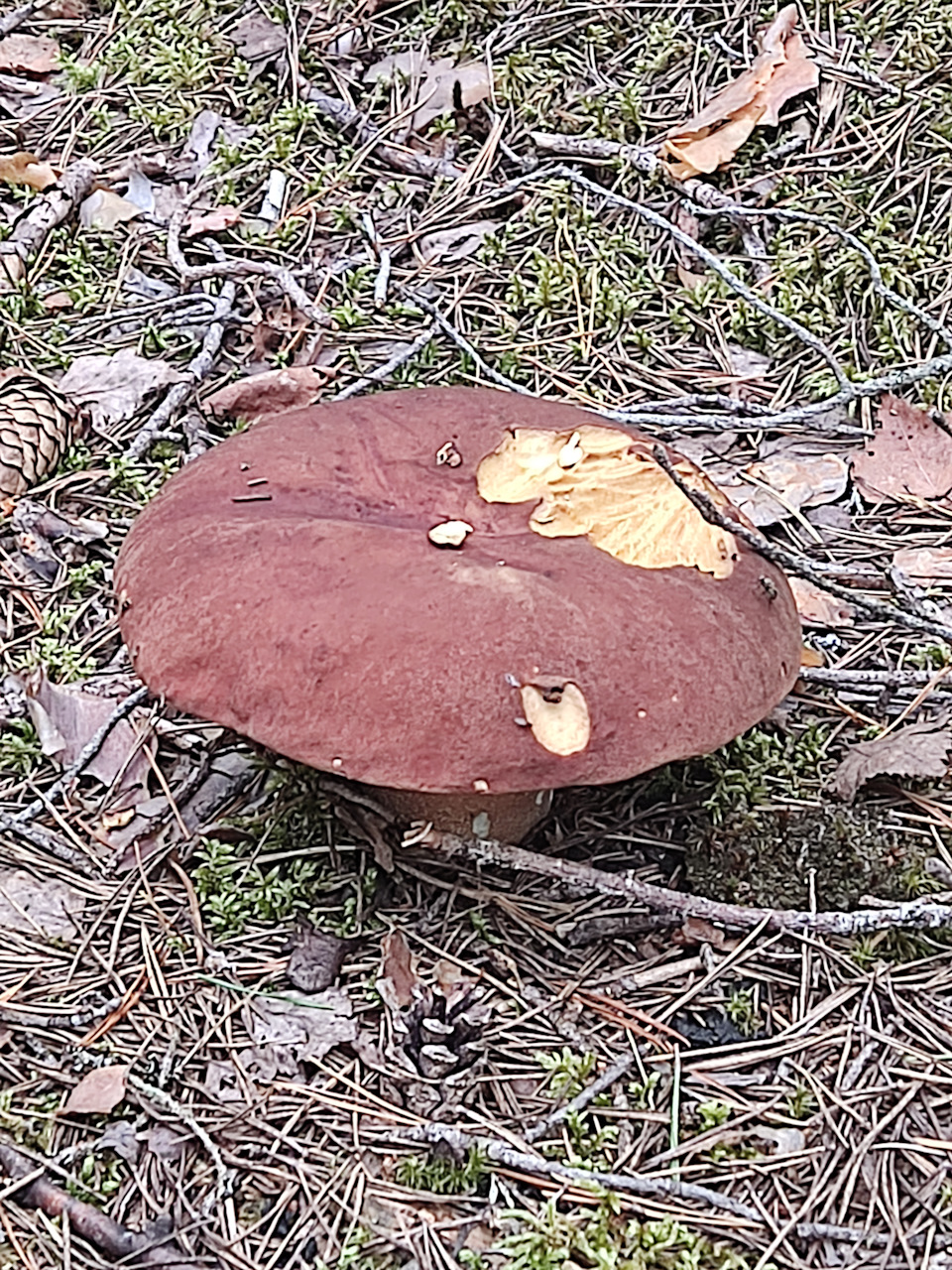 И опять грибочки — Сообщество «Грибники DRIVE2» на DRIVE2