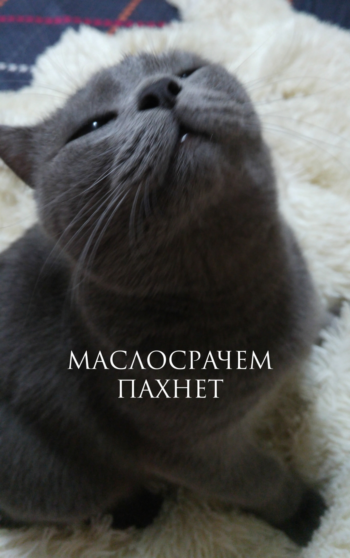 Анализ отработки минерального масла РОСНЕФТЬ М10Г2К на SUBARU XV FB20 ...