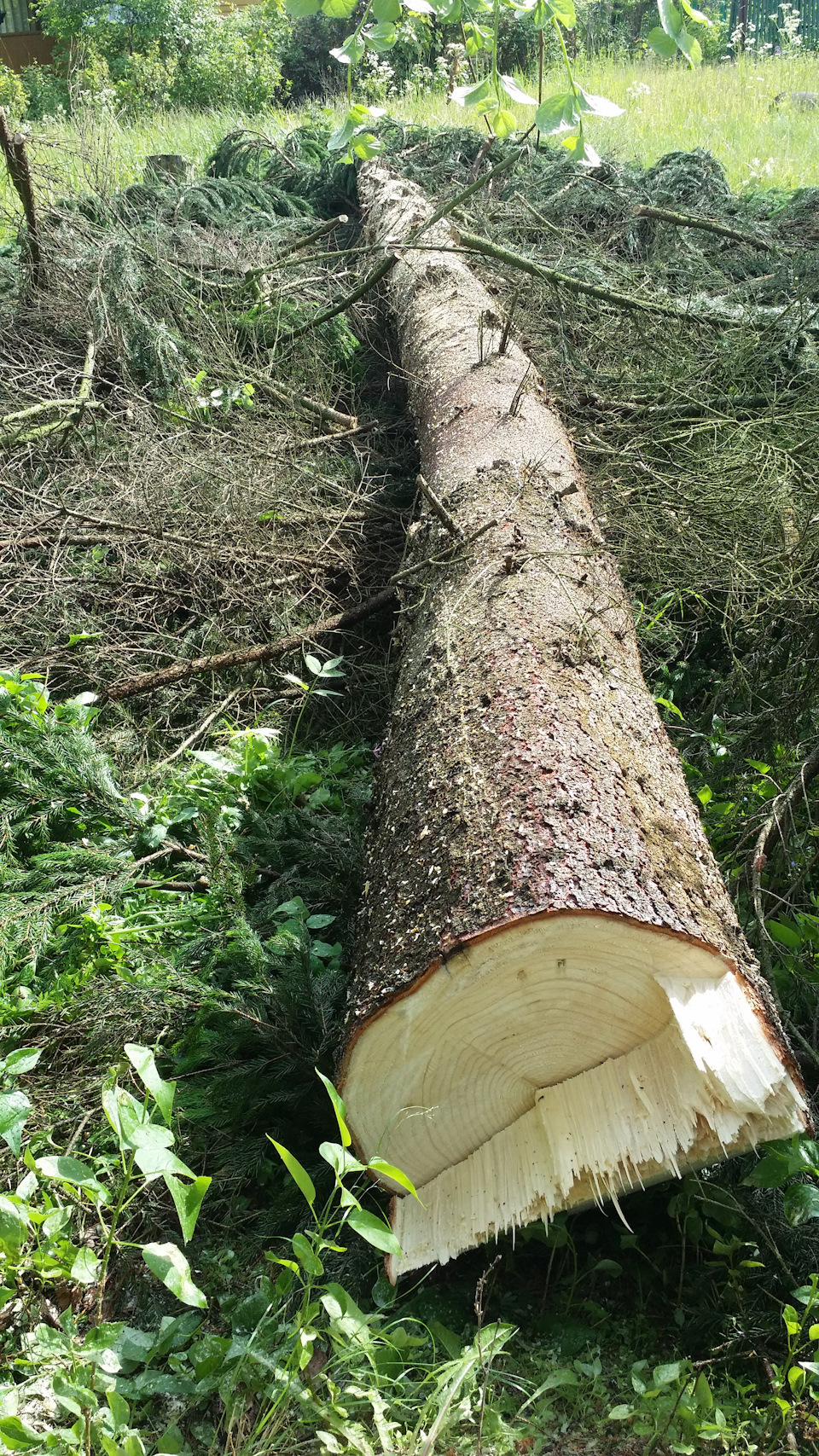 Дерево бревно. Сапеле спил дерева. Срубленное дерево 6 букв. Срубленное дерево 6 букв. Срубленное дерево.
