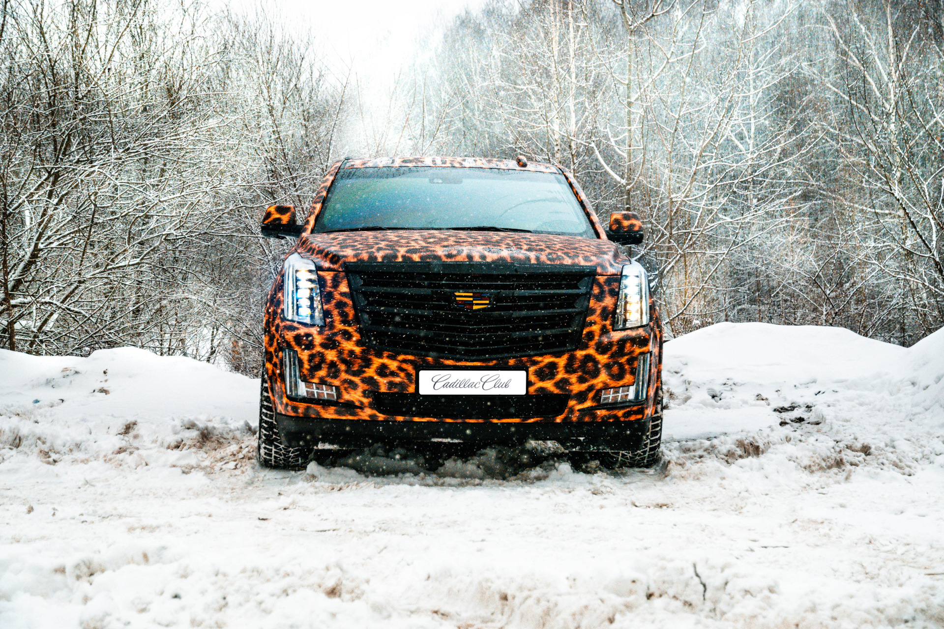 Фотосессия для Кадиллак Клуб Россия. #CadillacEscalade — DRIVE2