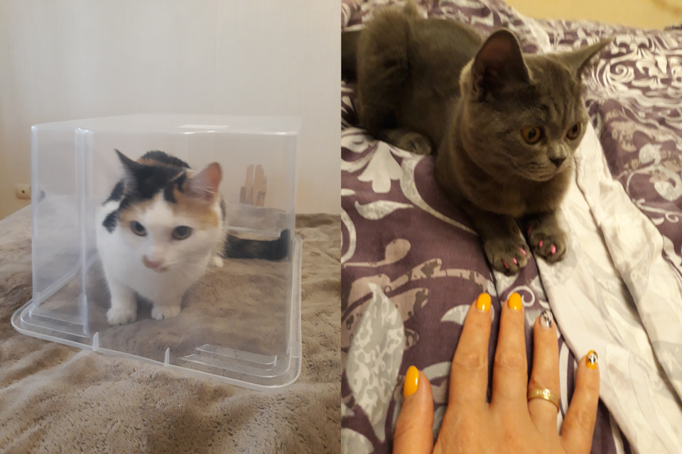 Фото в бортжурнале Volkswagen Polo Sedan