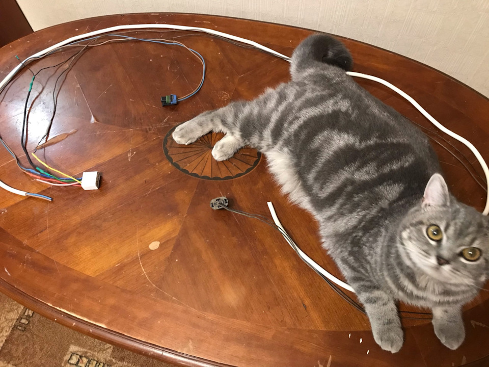 Привет читателю от котейки ^.^ — Saab 9-3 (2G)