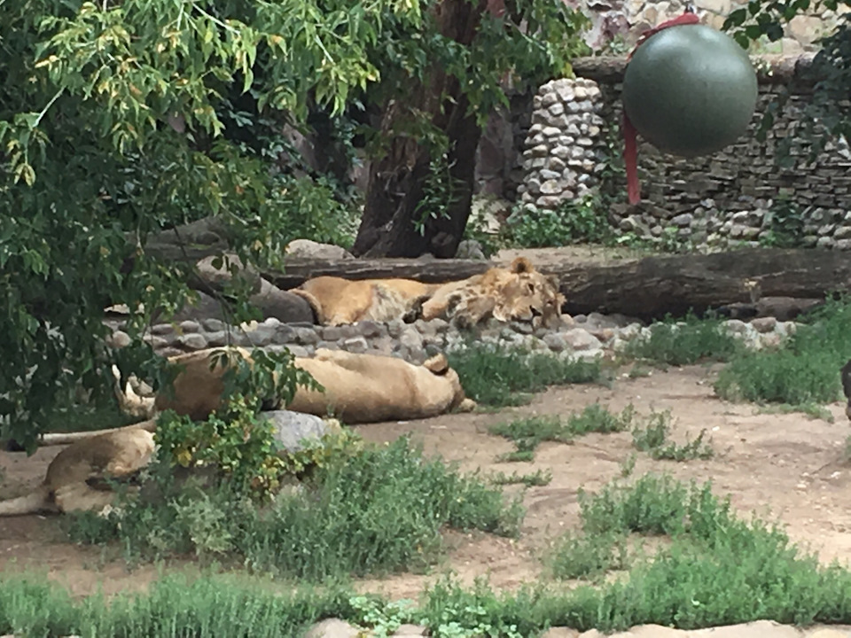 Левы — Lada Granta