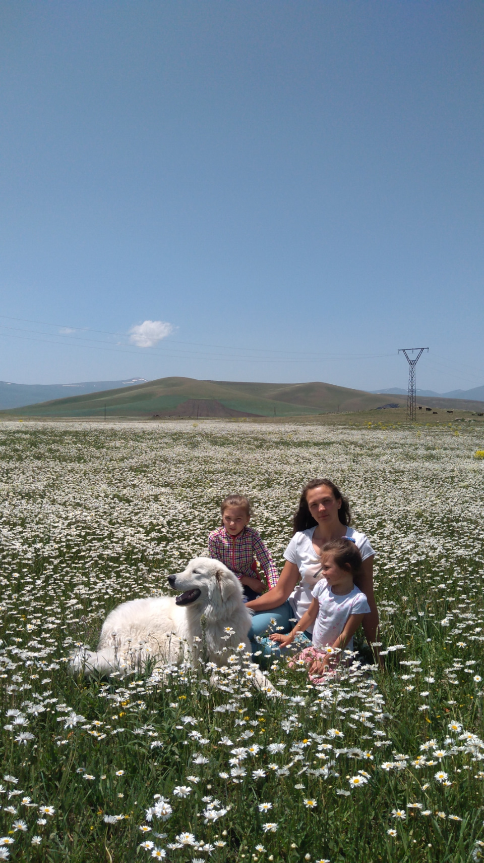 Ромашки — Mitsubishi Pajero Sport (2G)