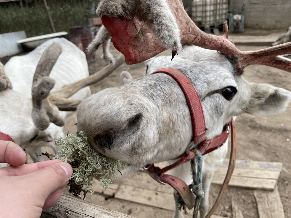 Фото в бортжурнале Cadillac Escalade (3G)