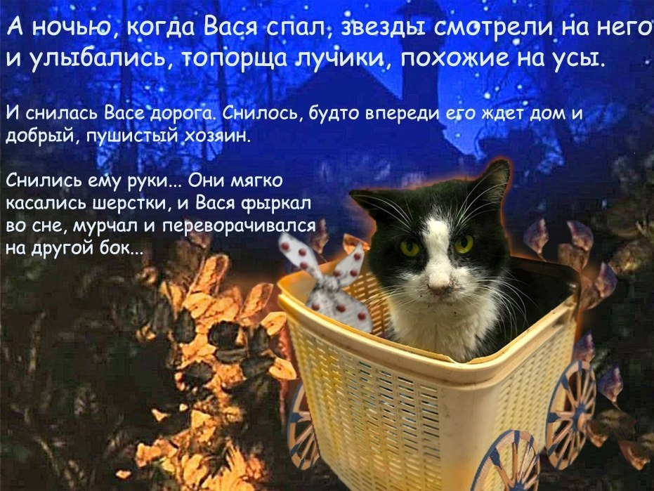 Найди кота васю. Кот Вася. Котавасия кот Вася. Вася нашел котенка текст. Кот Васенька Цветаева.