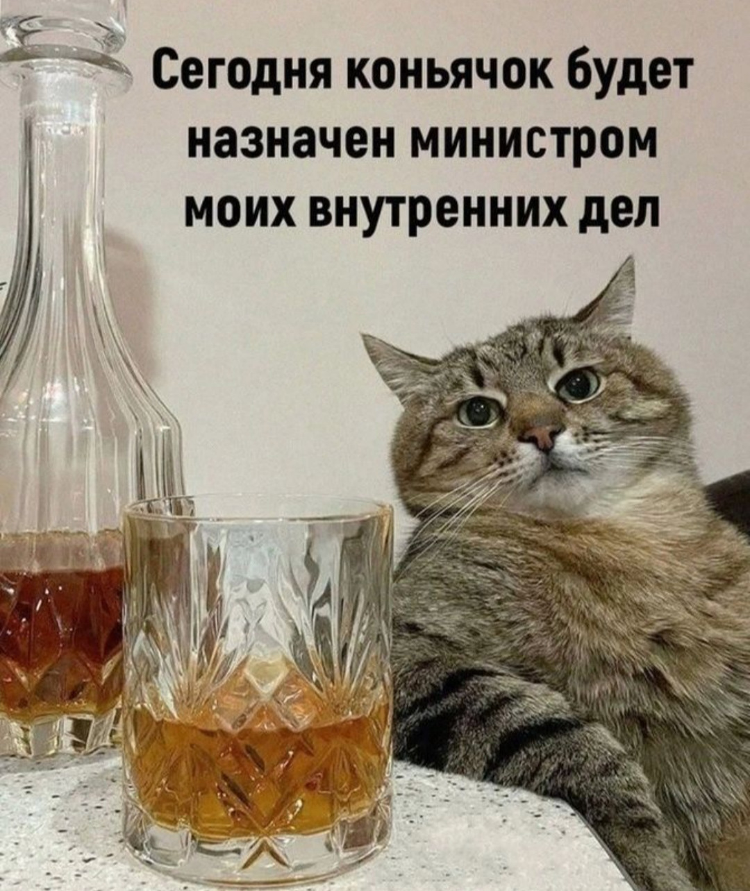 Мем кот за столом с бокалом