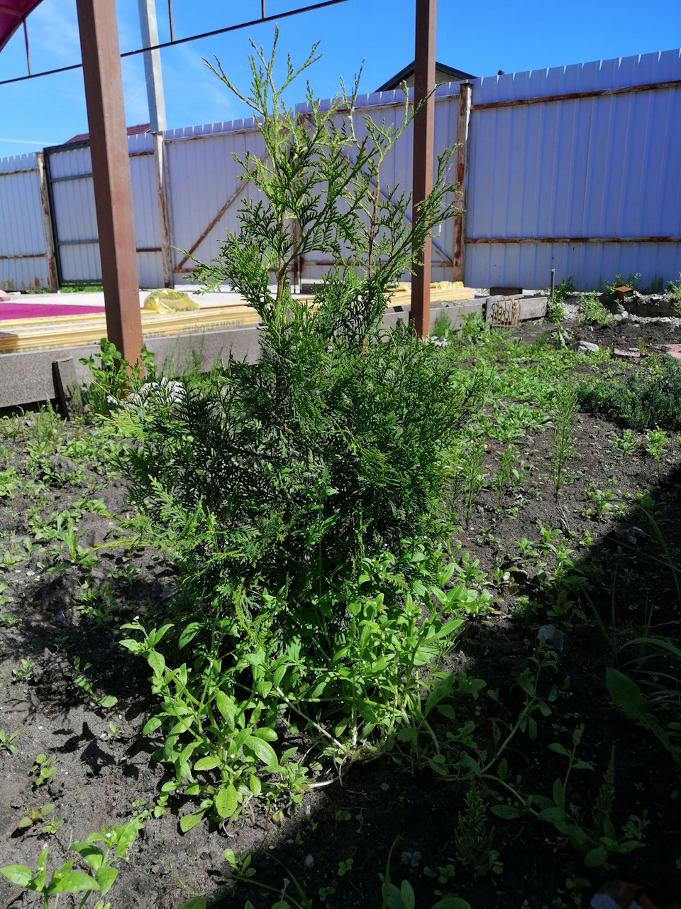 Очиститель топливной системы бензиновых и дизельных двигателей ...