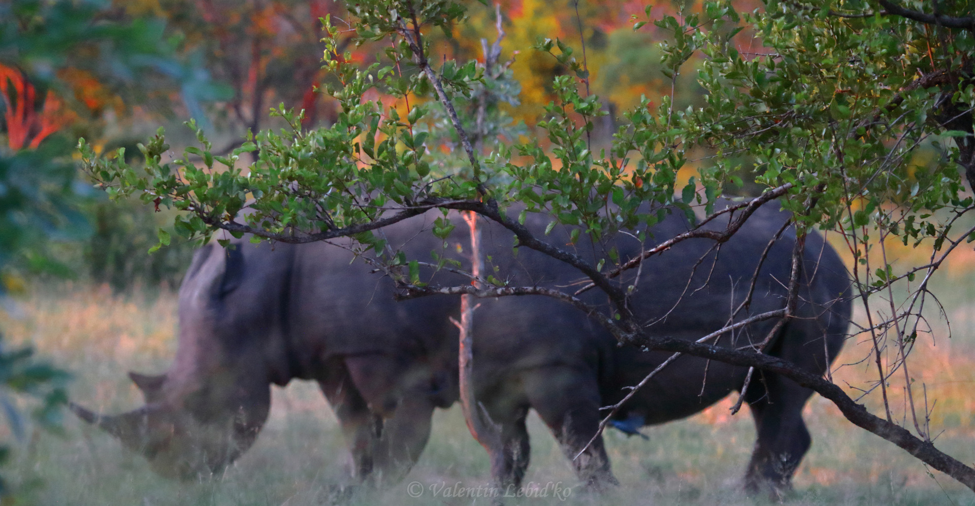 Крюгер парк ЮАР. Парк Крюгера Носорогов. Национальный парк Крюгера артефакты. Носорог в грозу.