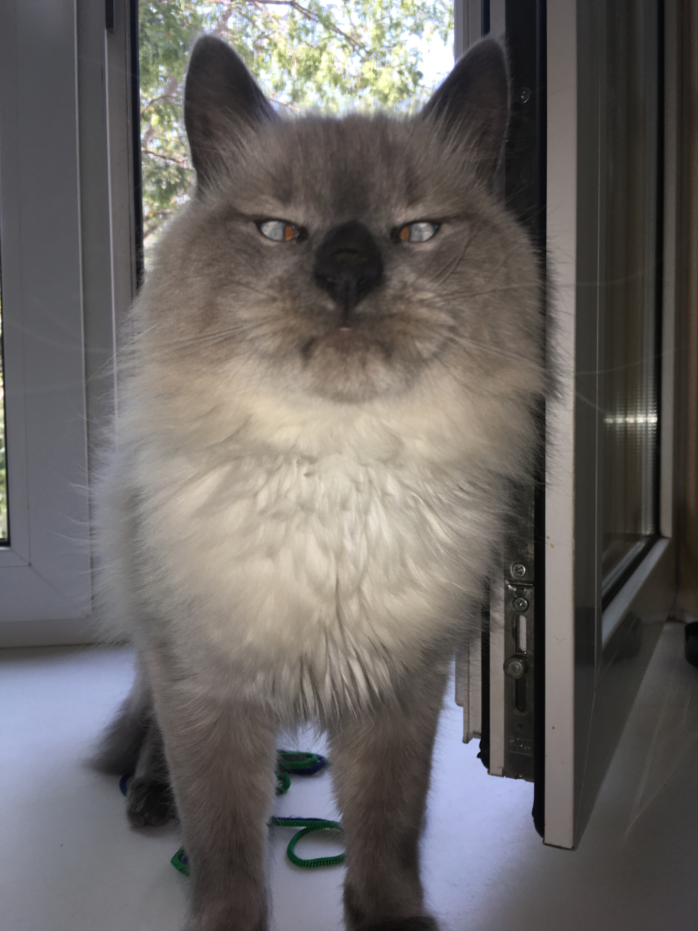 ЧУПАКАБРА ))) — Сообщество «Зверьё Моё» на DRIVE2