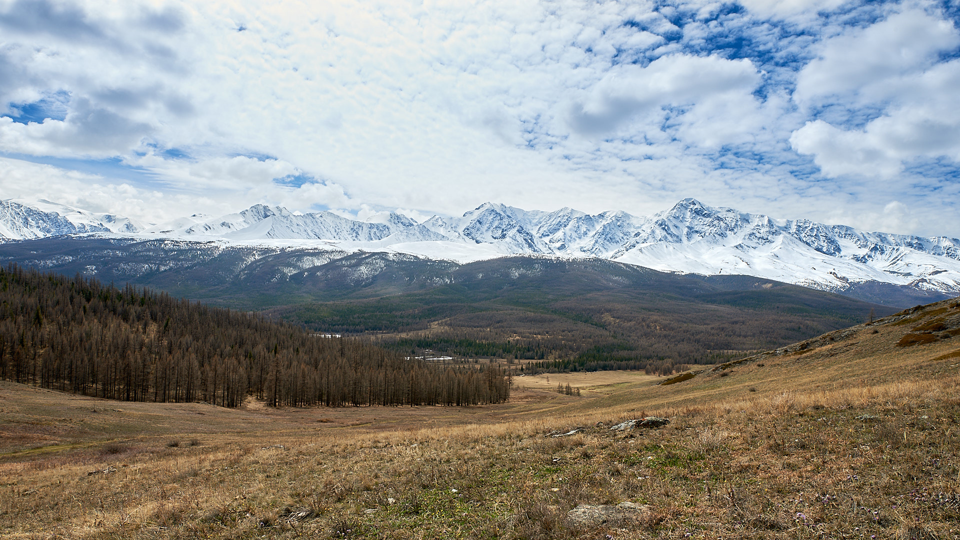 Курайская степь Алтай панорама
