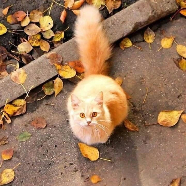 Осень Рыжая Кошка Картинки