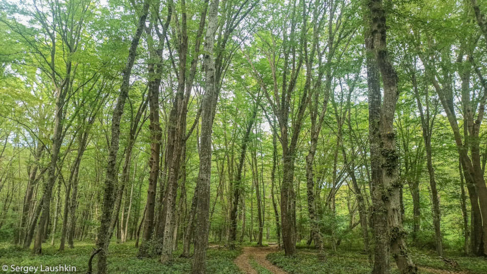 Самурский лес. — Mitsubishi Pajero Sport (2G)