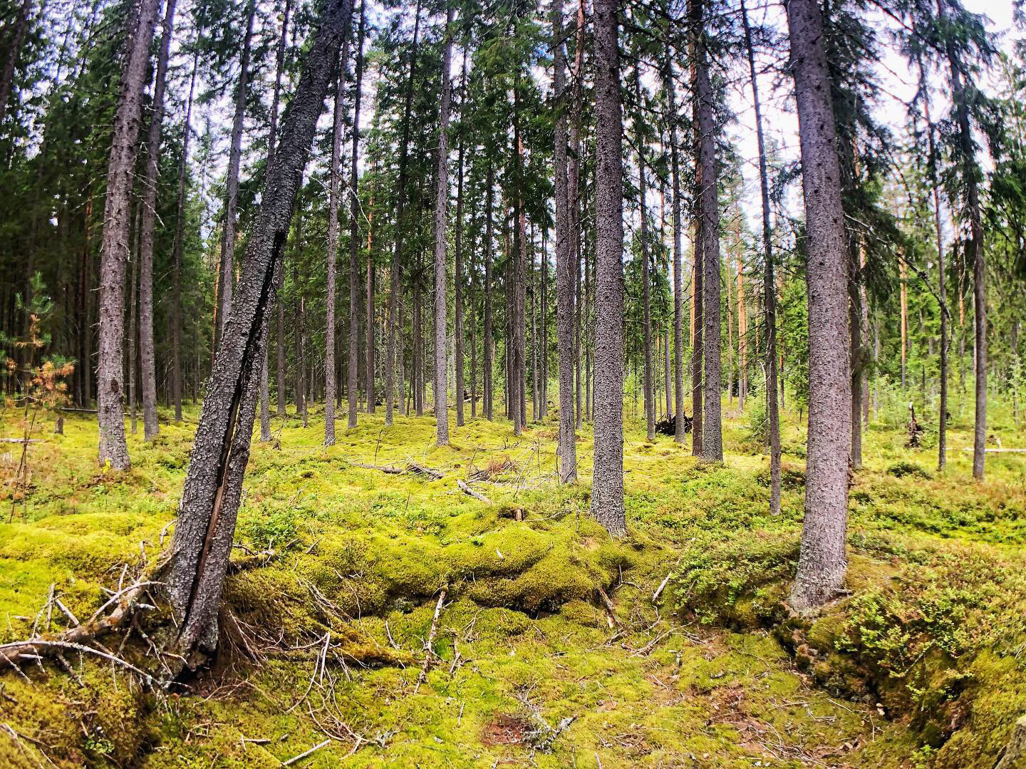 Фото села лесного