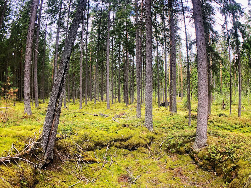 Северный лес картинки