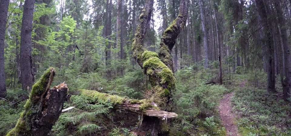 Фото в бортжурнале Mitsubishi Pajero Sport (2G)