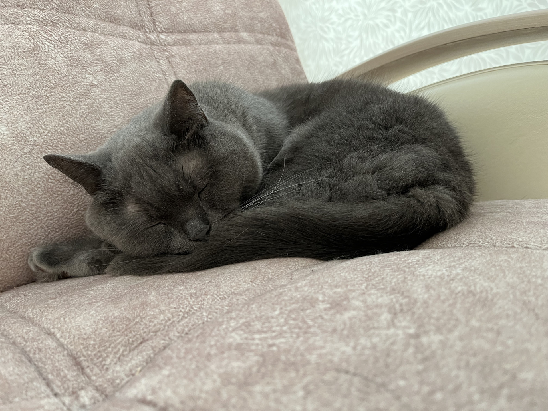 Котёнок руской голубой кошки милый.