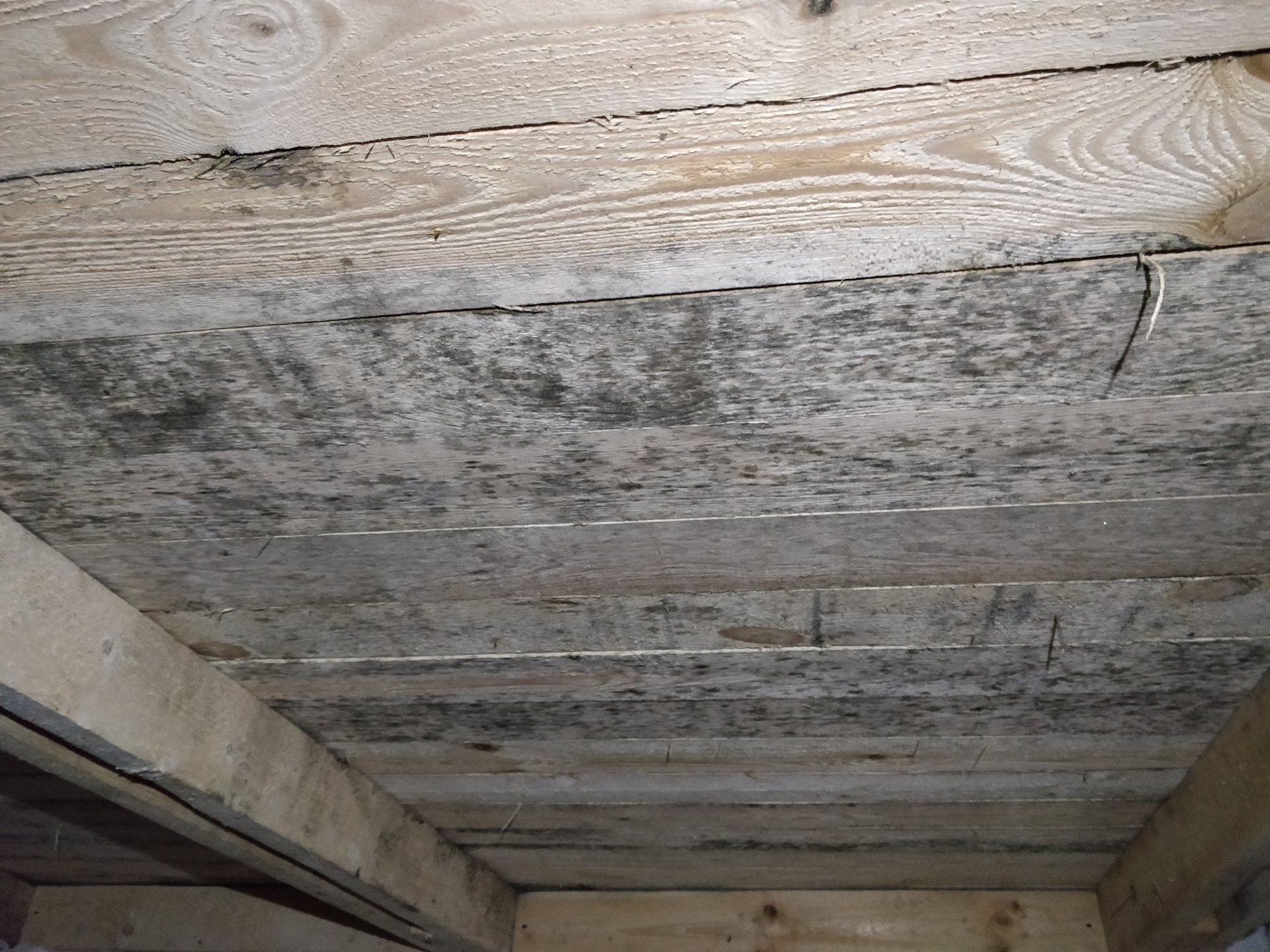 Грибок на деревянном потолке
