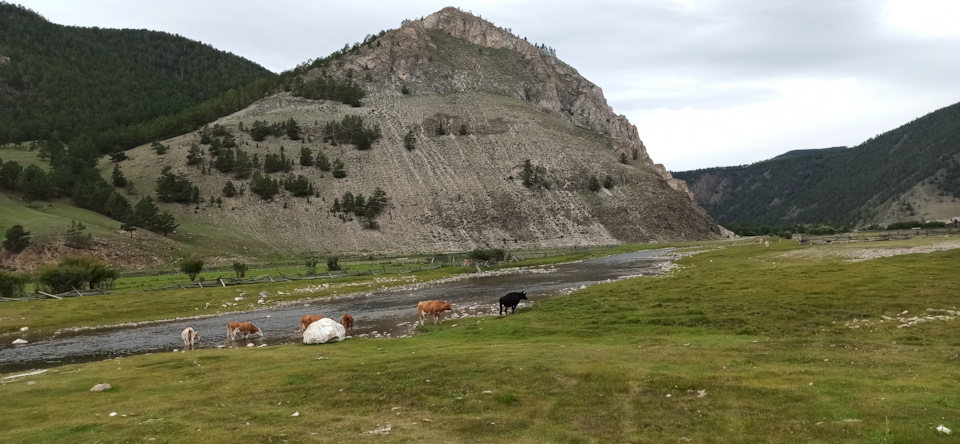 Скалы, поля, речка — куча коров, есть даже сурки! везде норы — Mazda 323 IV