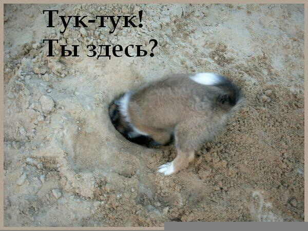 Февраля, прикольные картинки тук тук привет