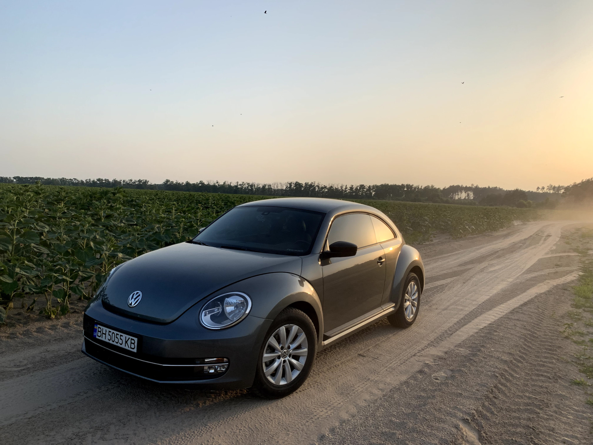 VW Beetle r