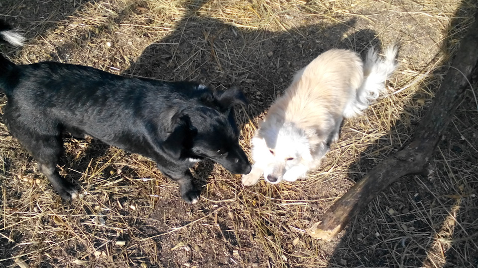 Оклейка автомобиля полиуретановой пленкой Suntek (Завершение ...