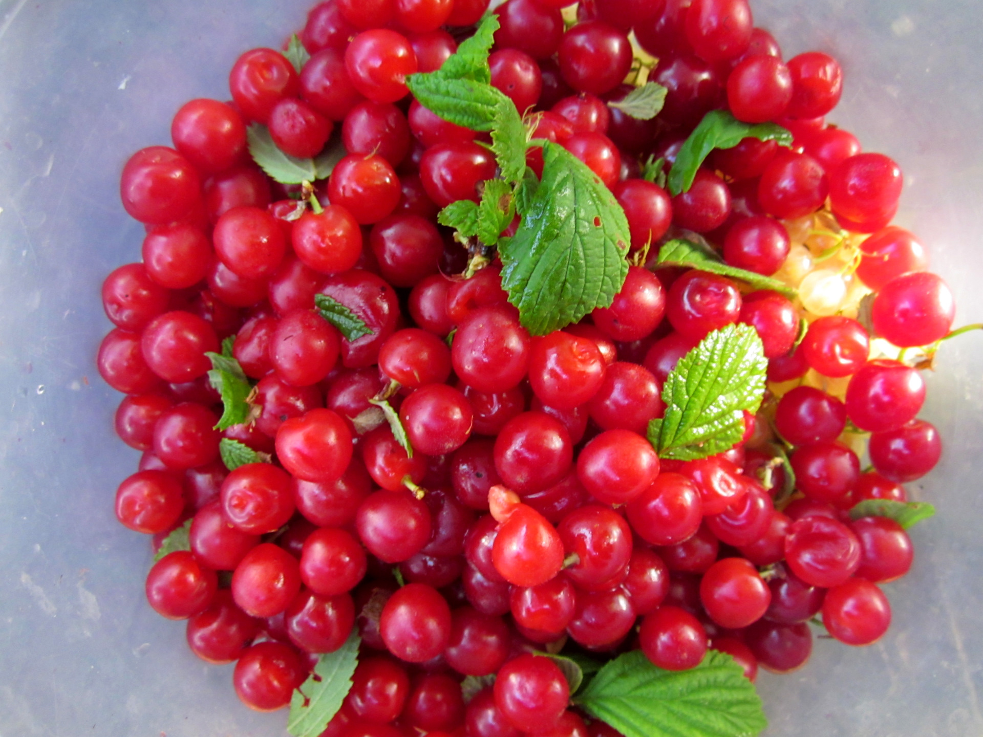 Середина лета. На статусной "Волге" в поволжские сады. — DRIVE2