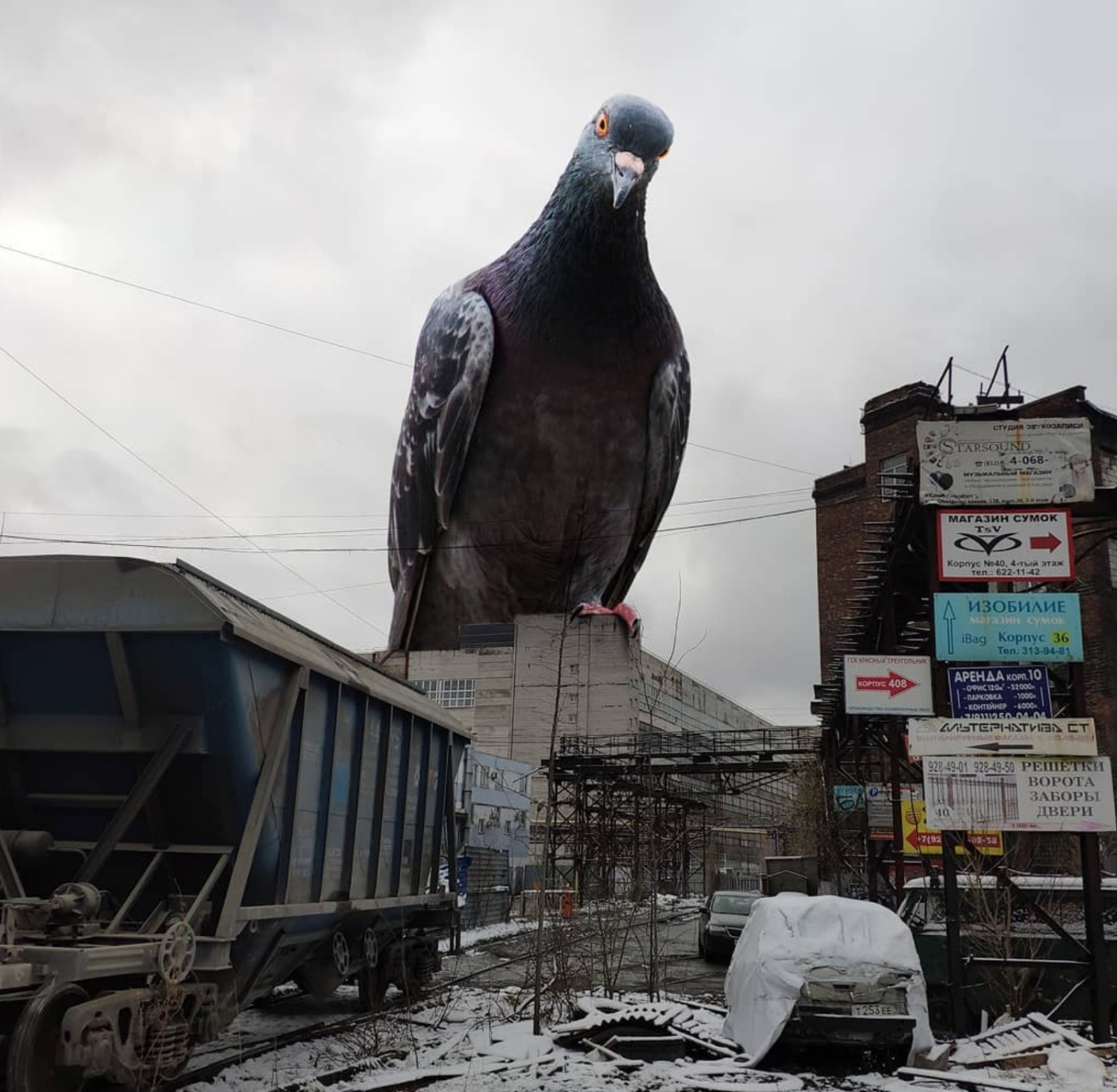 Толстые голуби