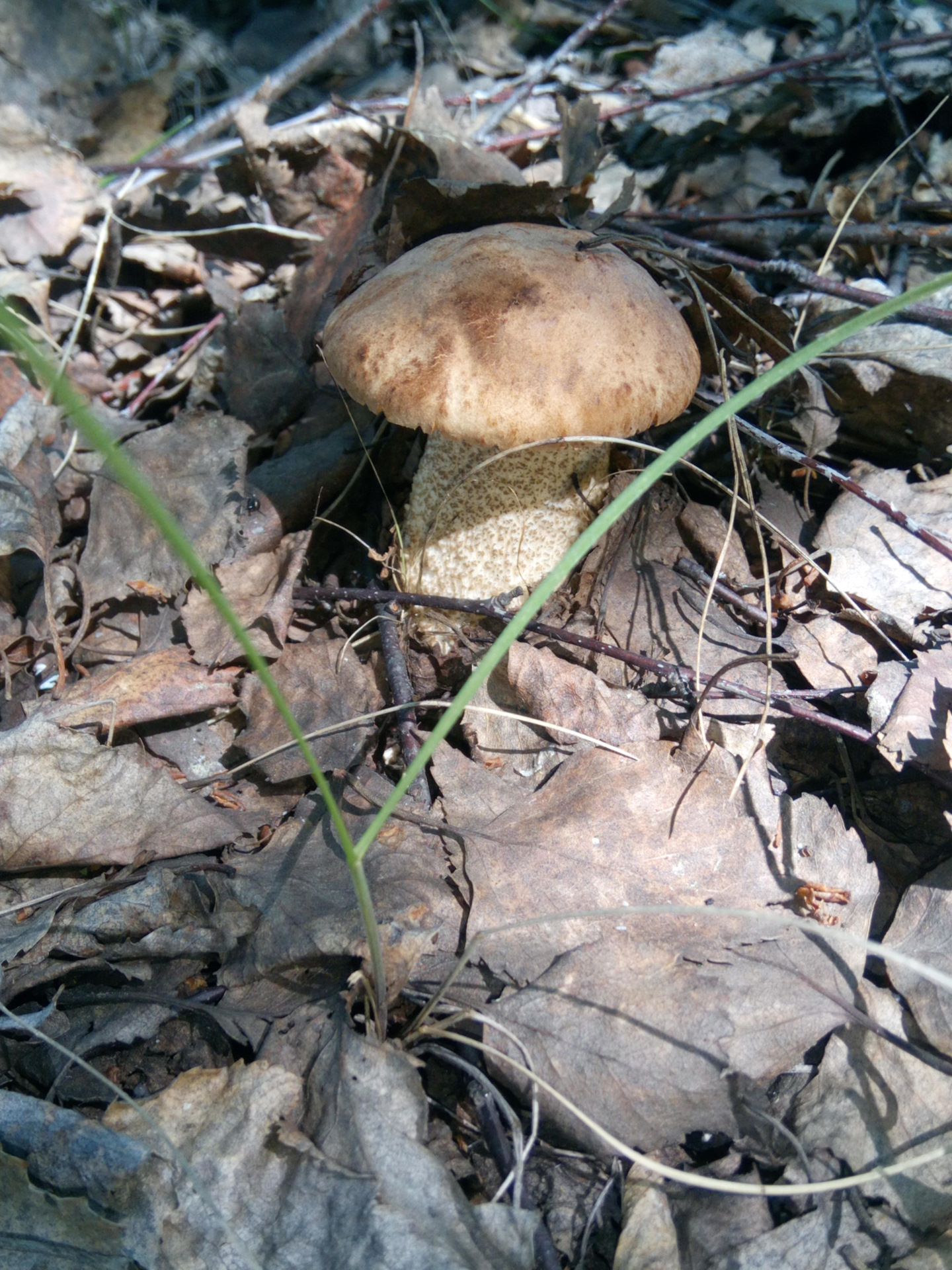 Какие грибы в мае. Грибы в мае съедобные. Майский гриб. Майские грибы съедобные. Грибы растущие в мае.