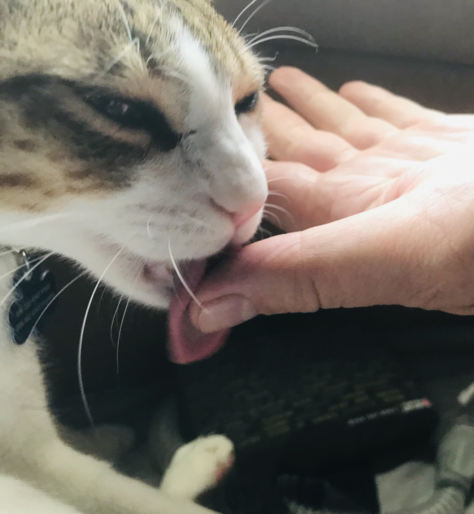 Котолизация — Сообщество «Фотоальбом Драйва: Мобилография» на DRIVE2