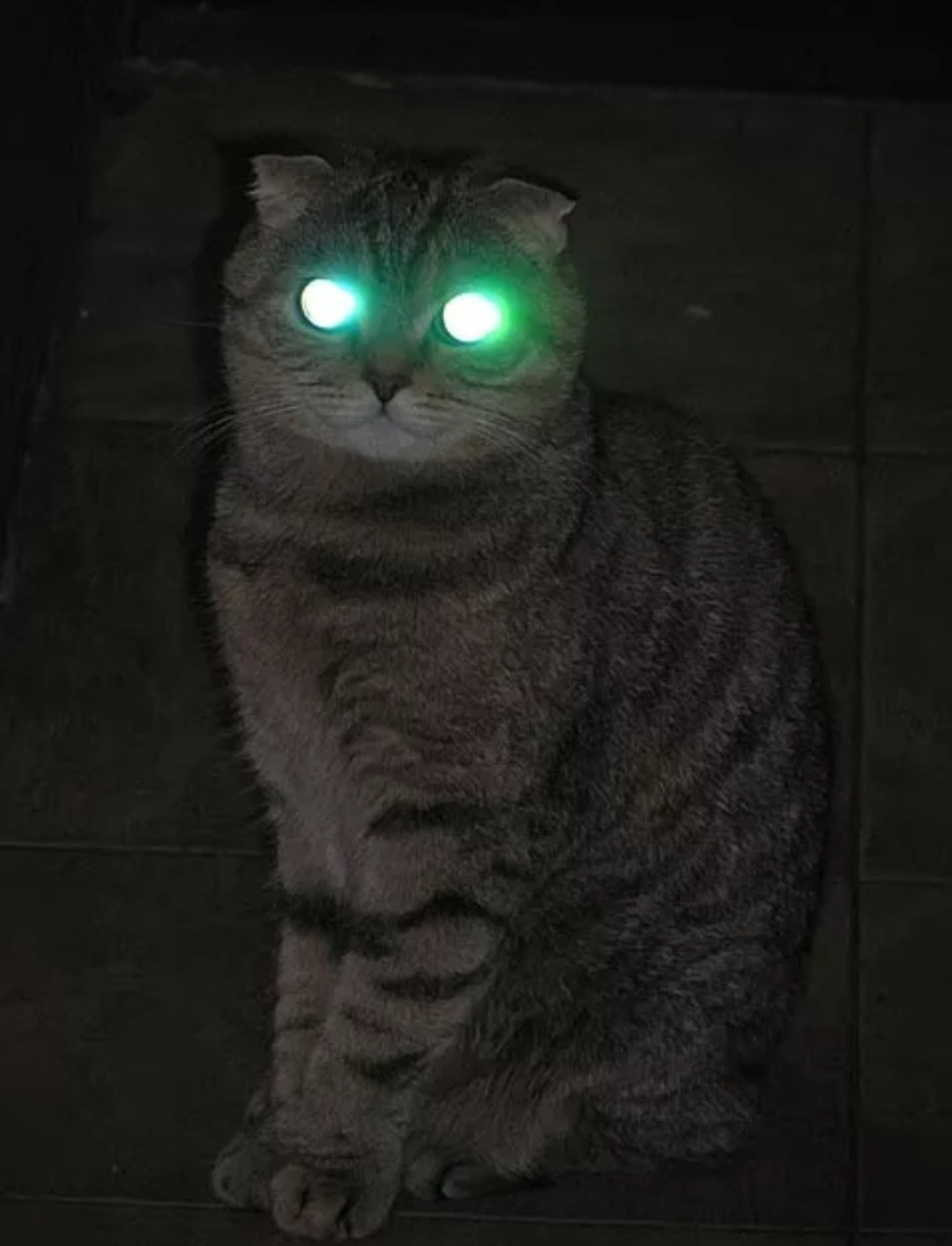 Хочу светящиеся глаза. Глаза кошки в темноте. Кошачьи глаза в темноте. Кот со светящимися глазами. Коты со светящимися глазами.