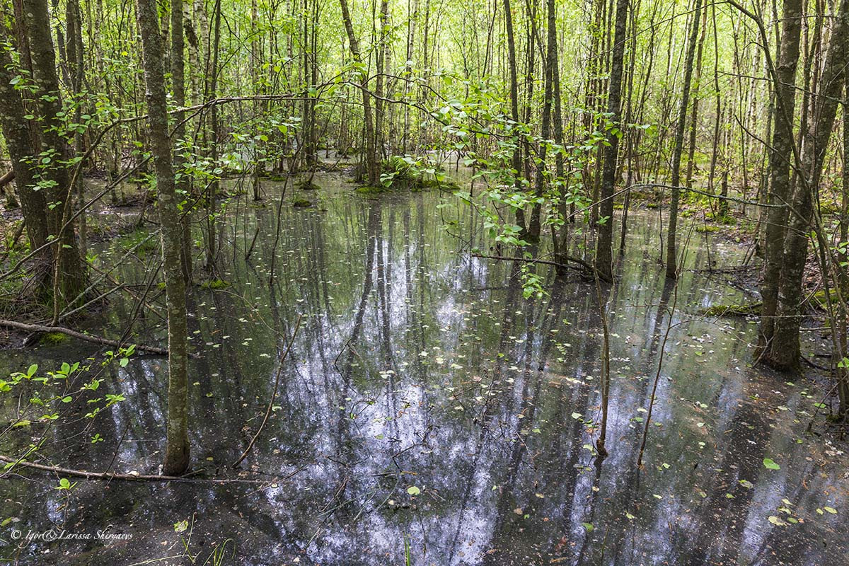 Рязань национальный парк «мещёрский» река пра. Киржач владимирская область река сплав. Солотча река пра. Национальный парк мещерский рязань. Река пра рязанская область деулино.