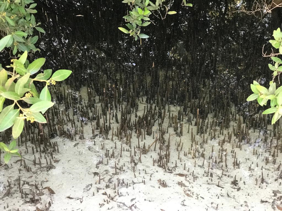 JptfRng3YVzaS C8jRe84C0Ejuo 960 мангровые леса что это такое фото