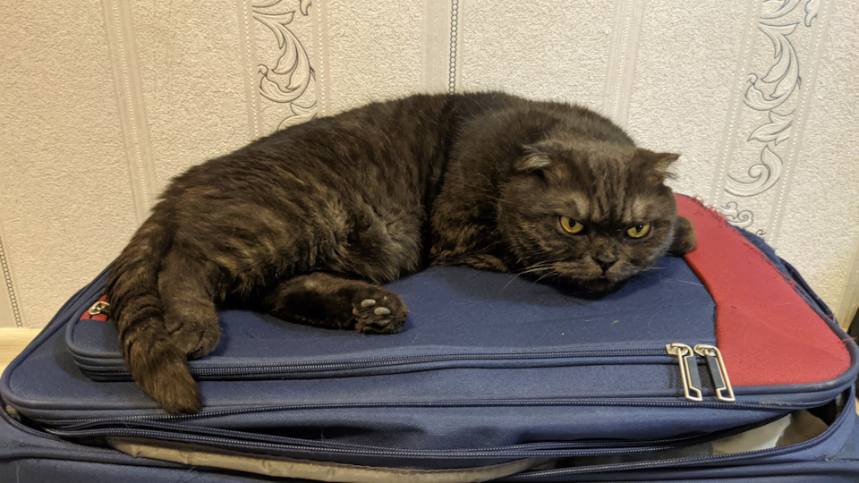 Котэ соскучился сильно. Не отходил от меня ни на шаг, когда вернулись из поездки. Мурчал, как трактор) А спать лег в итоге на чемодан. Говорит, что нужно брать его теперь с собой в поездки или да?) — Lada Vesta SW Cross (1G)