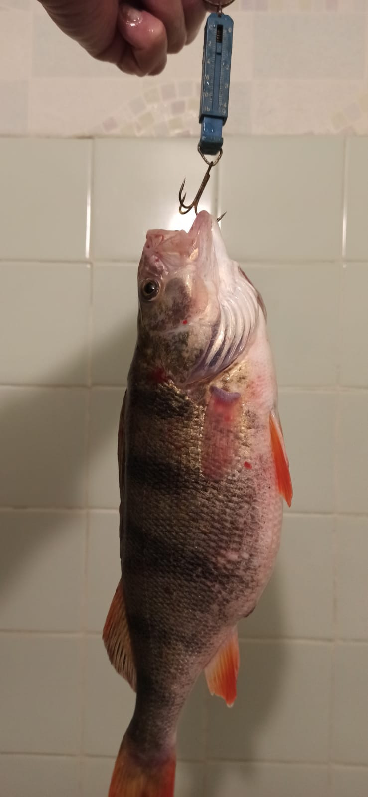 Фото в бортжурнале KIA Sportage (2G)