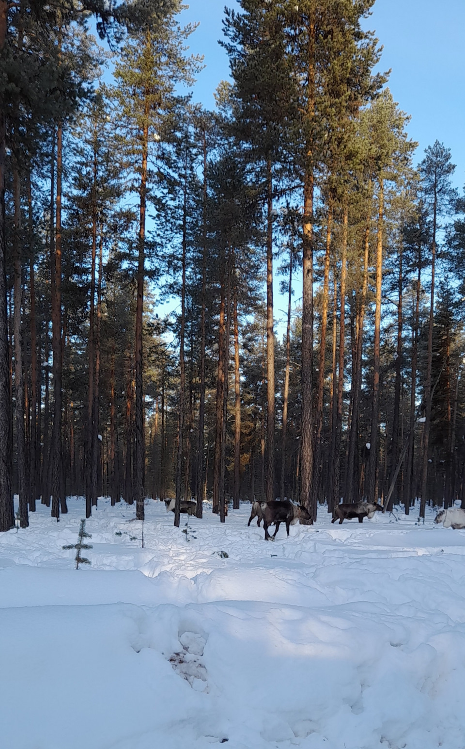 Вот он какой северный олень 🦌!