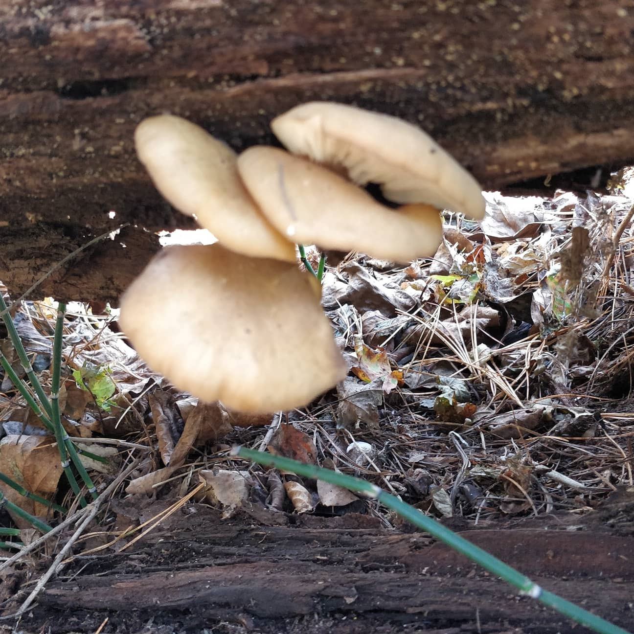 Липовки грибы