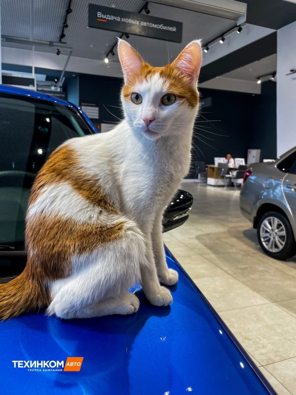 Наш Персик — Техинком на DRIVE2