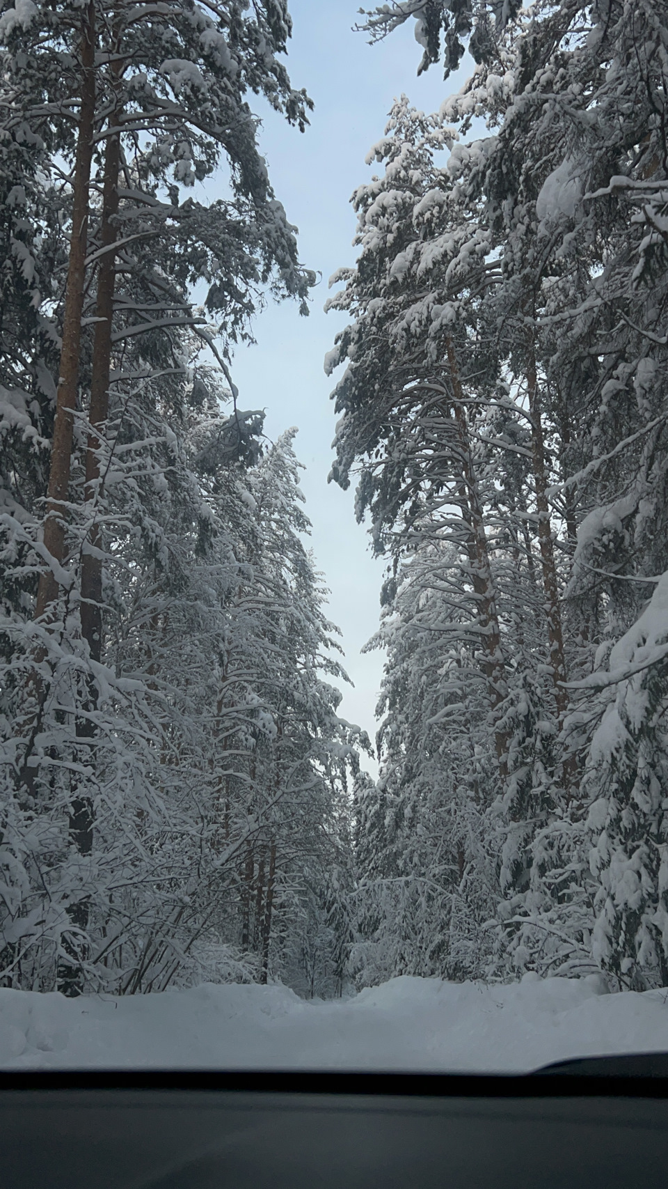 Фото зимой в лесу