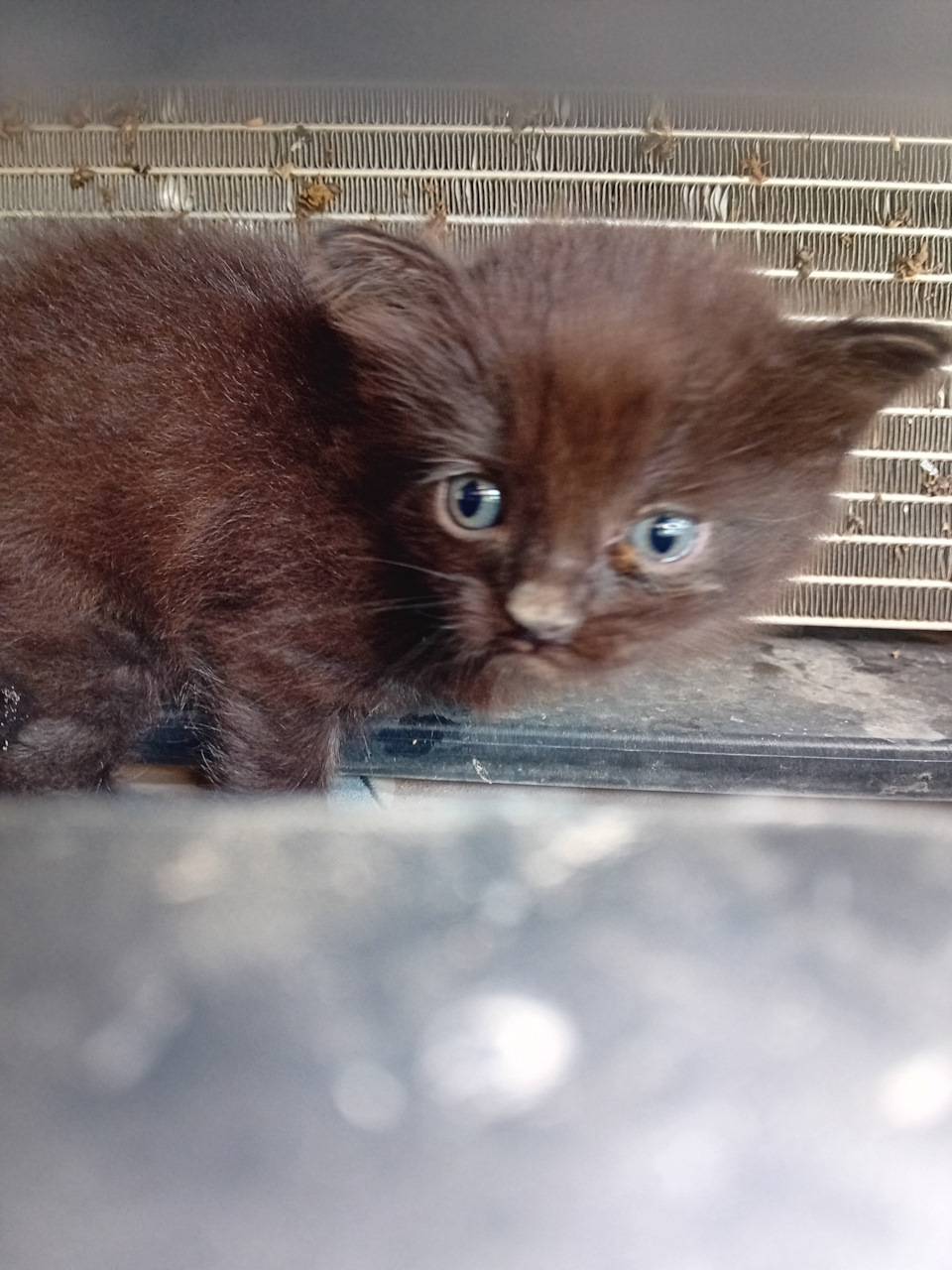 И как вы умудряетесь? — Renault Logan Stepway