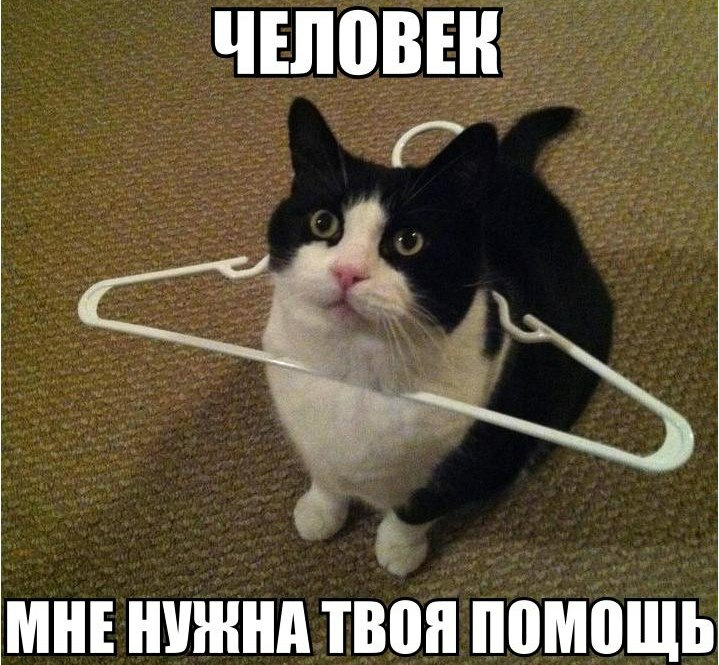Мем с котом помогите