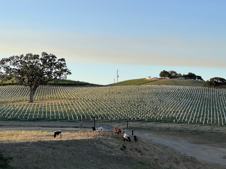 Пасо Роблес 2023 — Infiniti QX60 (1G), 3,5 л, 2015 года | путешествие ...