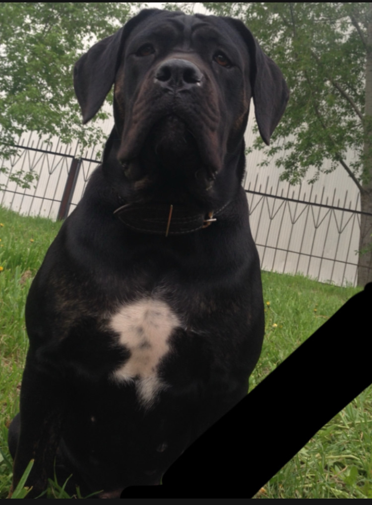 Фото в бортжурнале Haval Dargo