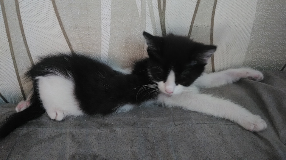 фатум растет, не по дням а по часам) — Сообщество «Зверьё Моё» на DRIVE2