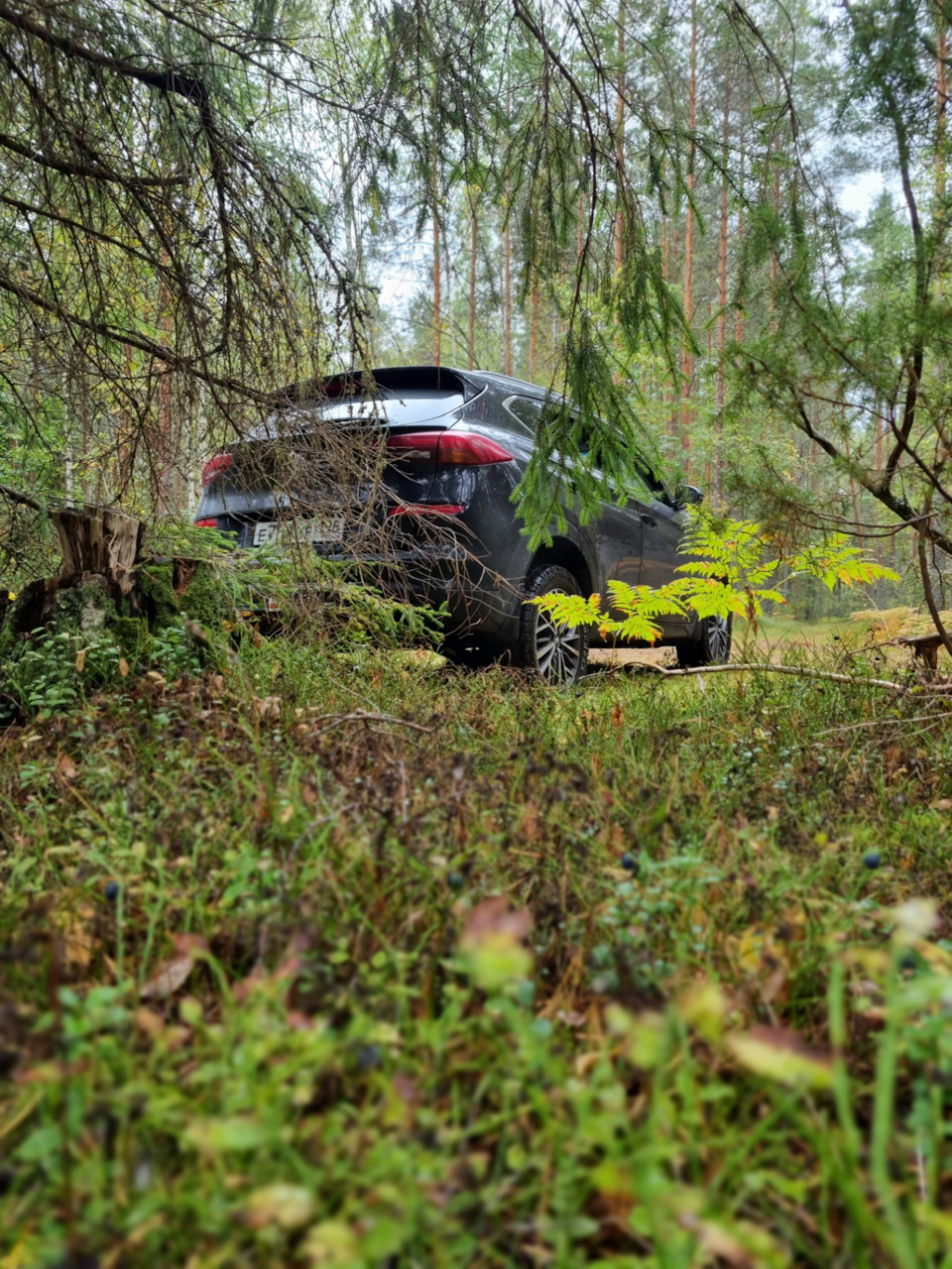 Поездка за грибами в лес рядом с участком — Hyundai Tucson (TL), 2 л, 2019  года | путешествие | DRIVE2