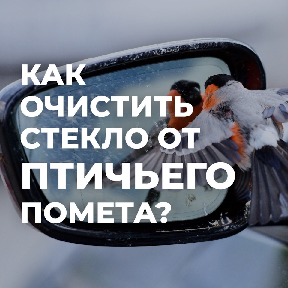 Как очистить стекло от птичьего помета? 🐦 — Bitstop на DRIVE2